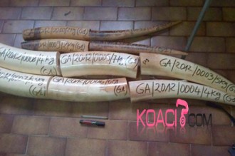 Gabon : Trafic dÂ’ivoire : Un notable de Moabi sous les verrous 